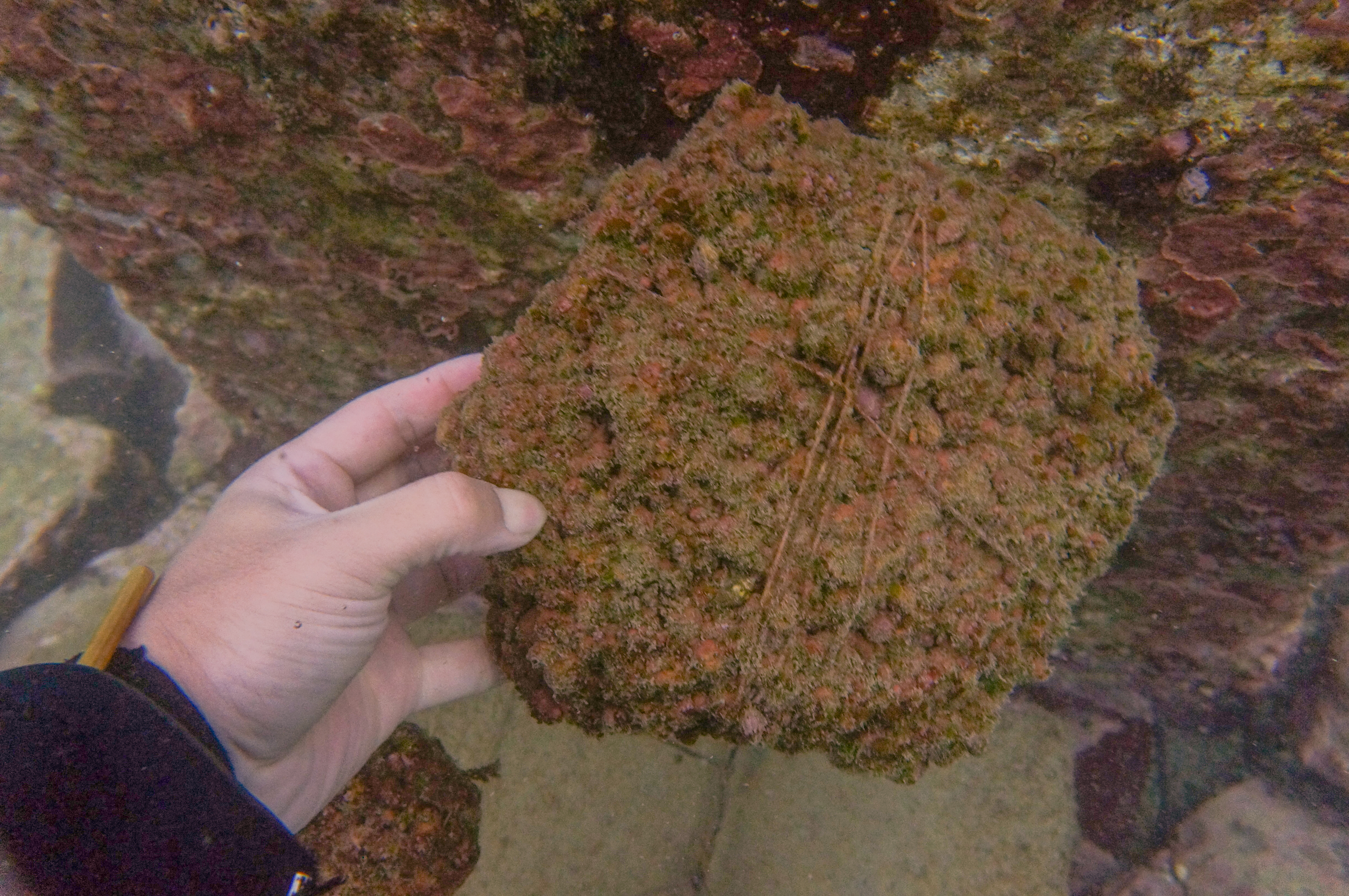 水質淨化及汙水處理